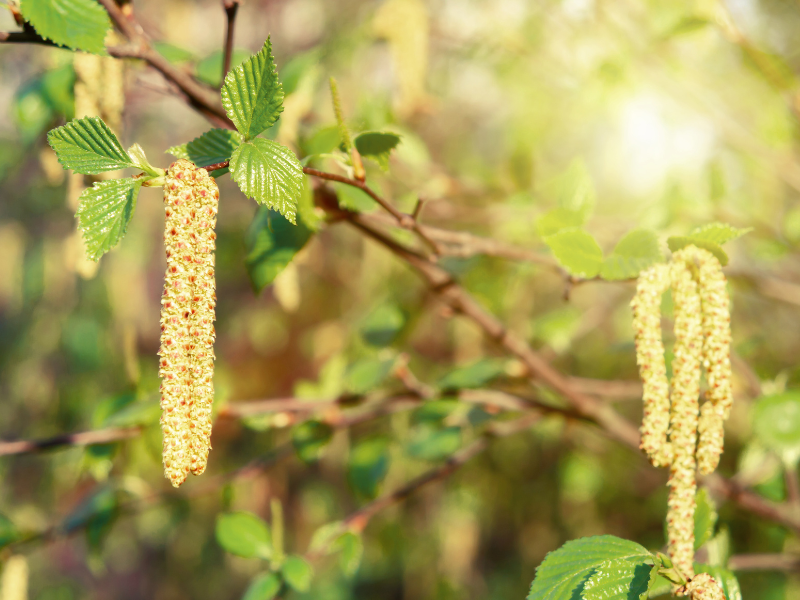 Birch Pollen Allergy Foods to Avoid and Relief Tips to Conquer Spring Allergies