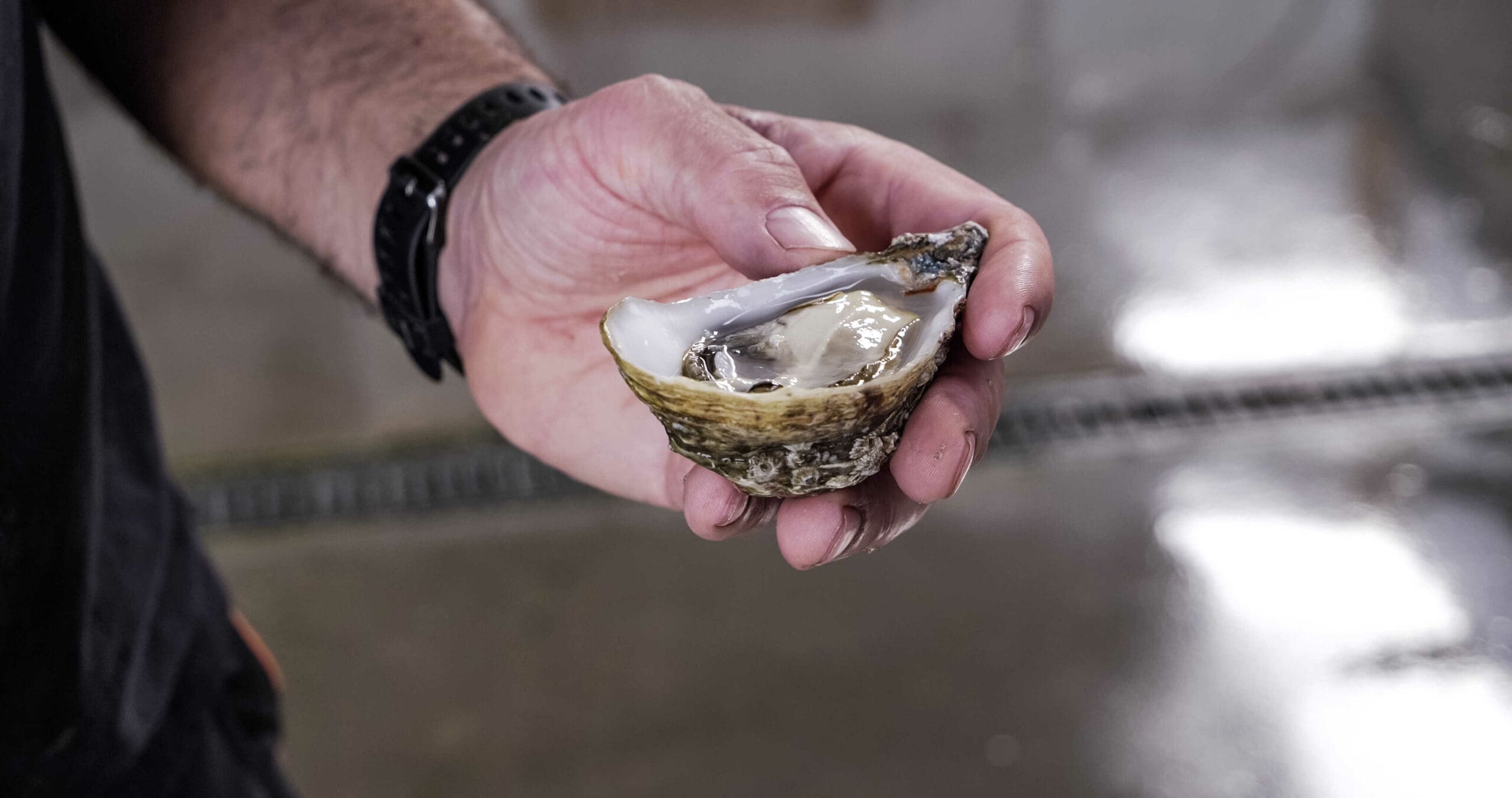 Carlingford Oysters: Everything You Need to Know About Oysters