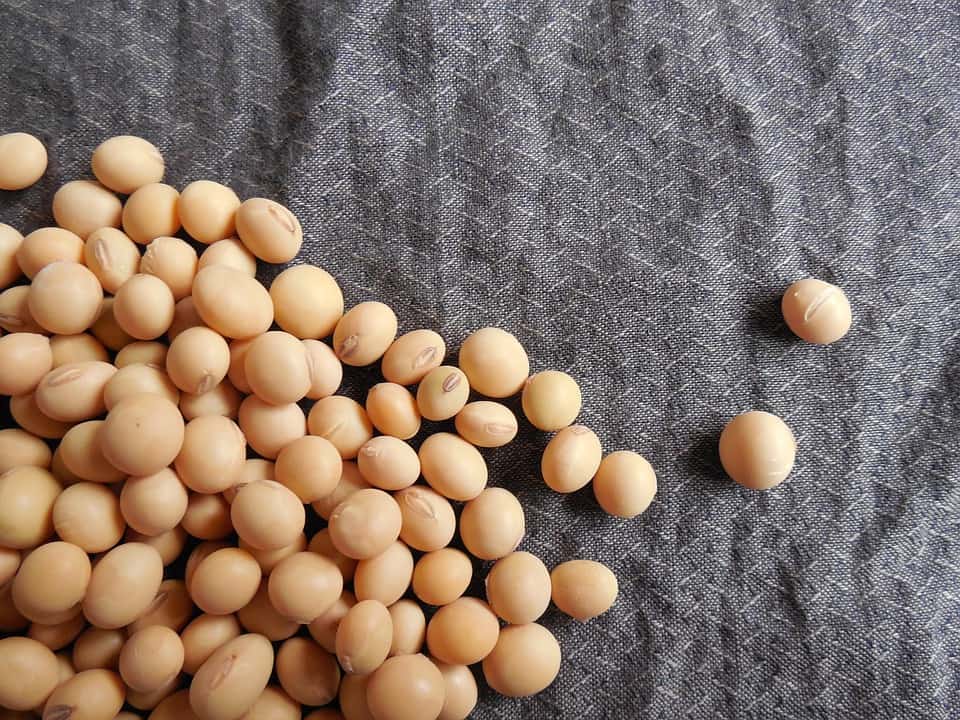 soybeans 182295 960 720
