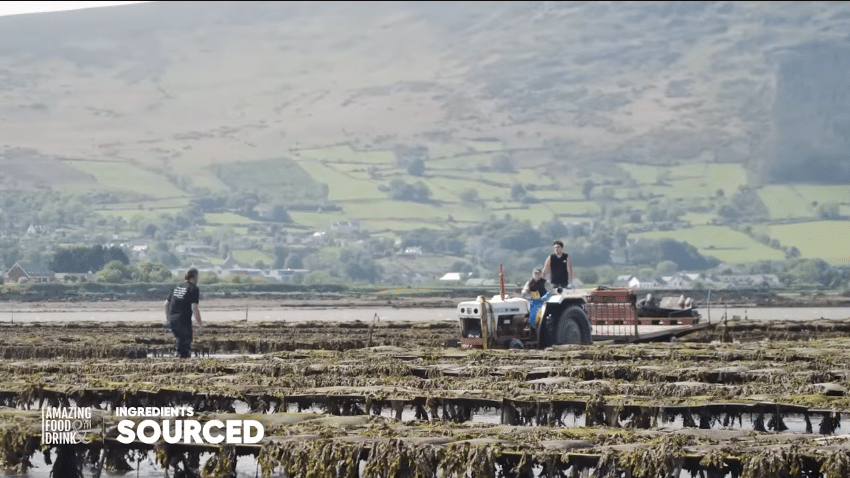 Exploring Oyster Farming in Carlingford