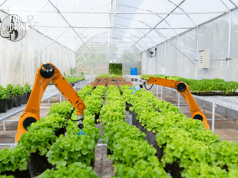 the Hydroponic System