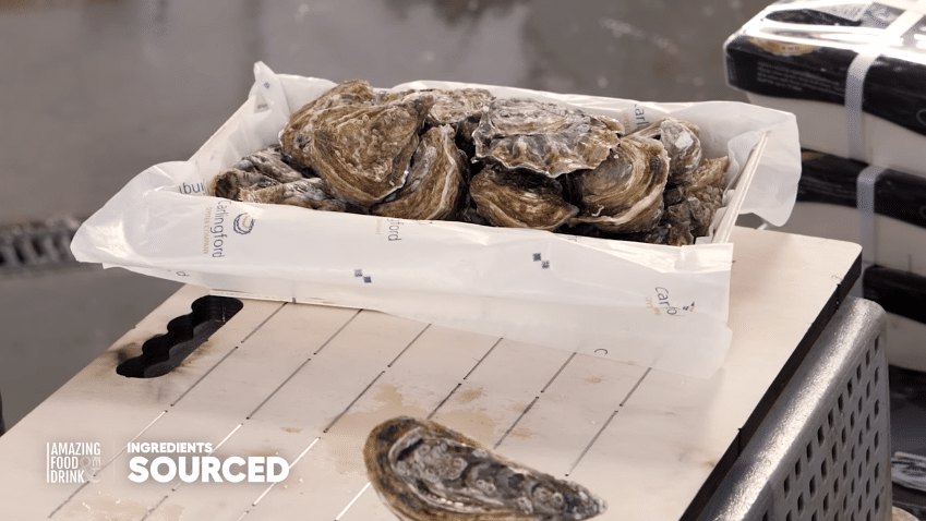 mastering oysters