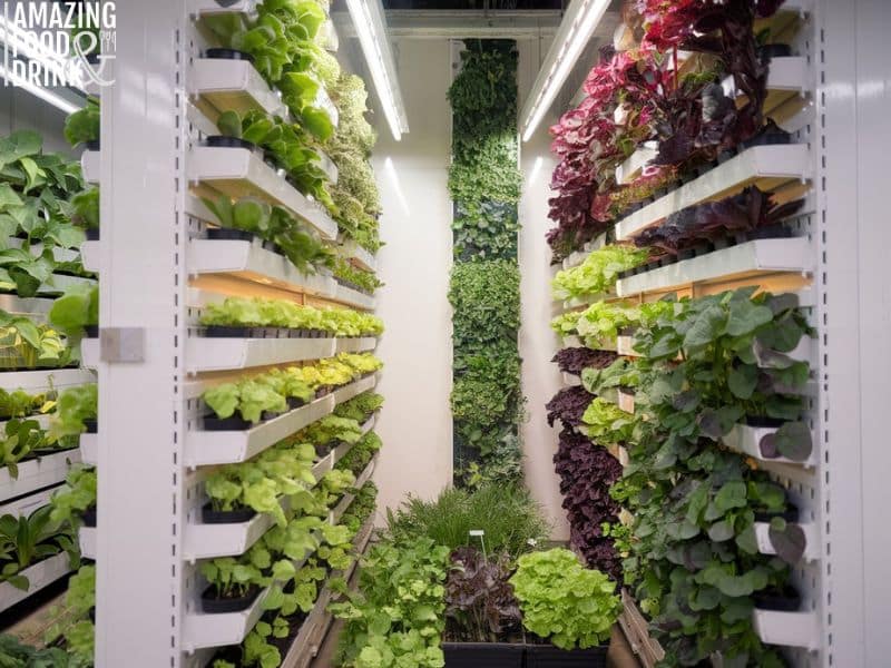 Hydroponic Farming in Ireland