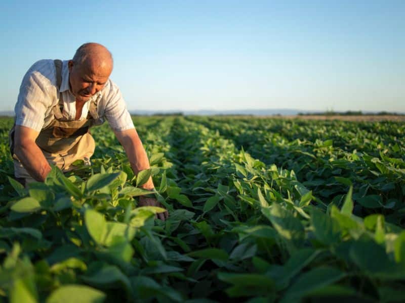 The Importance of Biodiversity in Agriculture