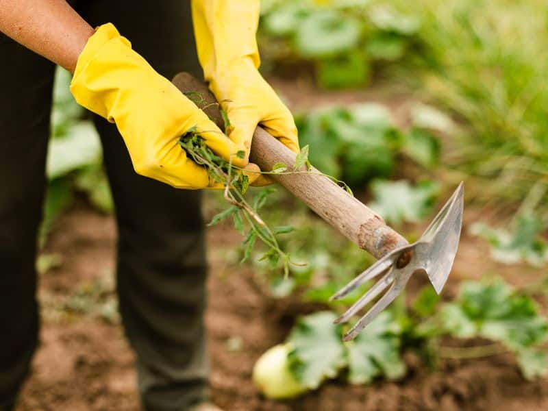 The Importance of Biodiversity in Agriculture