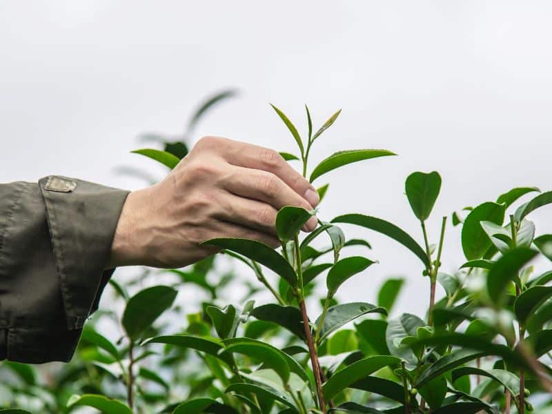 The Importance of Biodiversity in Agriculture
