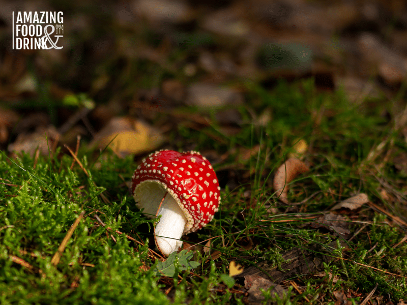 The Role of Food Forests in Sustainable Agriculture