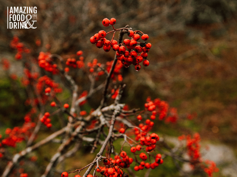 The Role of Food Forests in Sustainable Agriculture