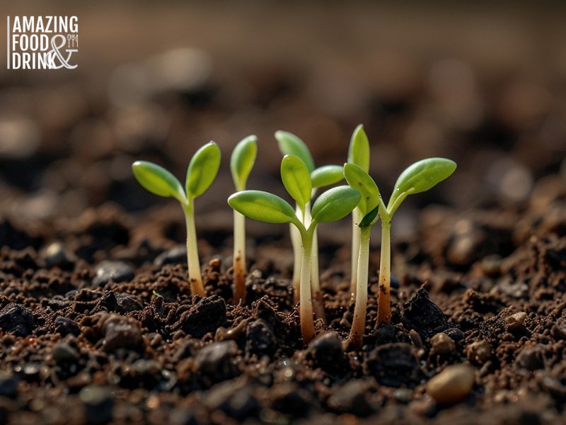 Growing Your Own Beans