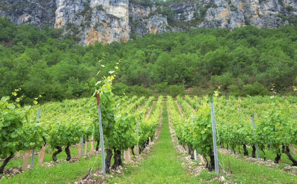 The History of French Wine: From Bordeaux to Burgundy